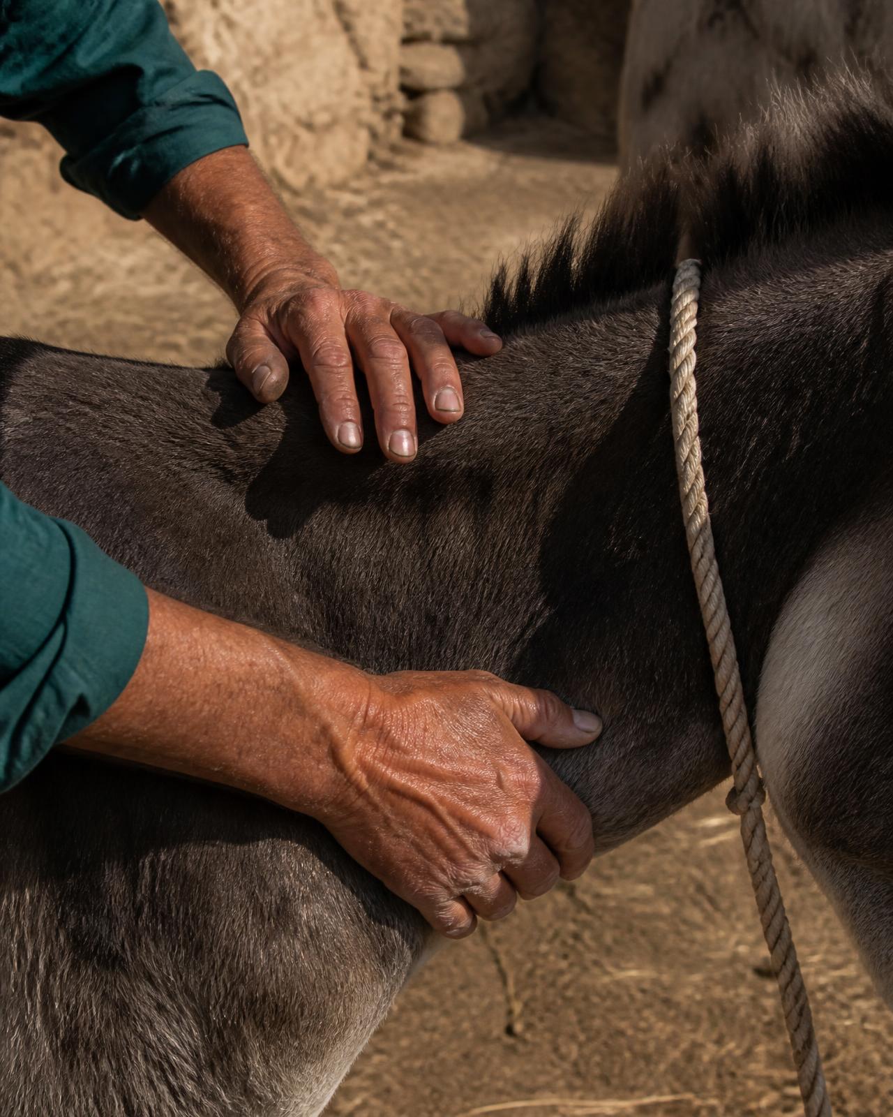 A carer's hands resting gently on a donkey's back