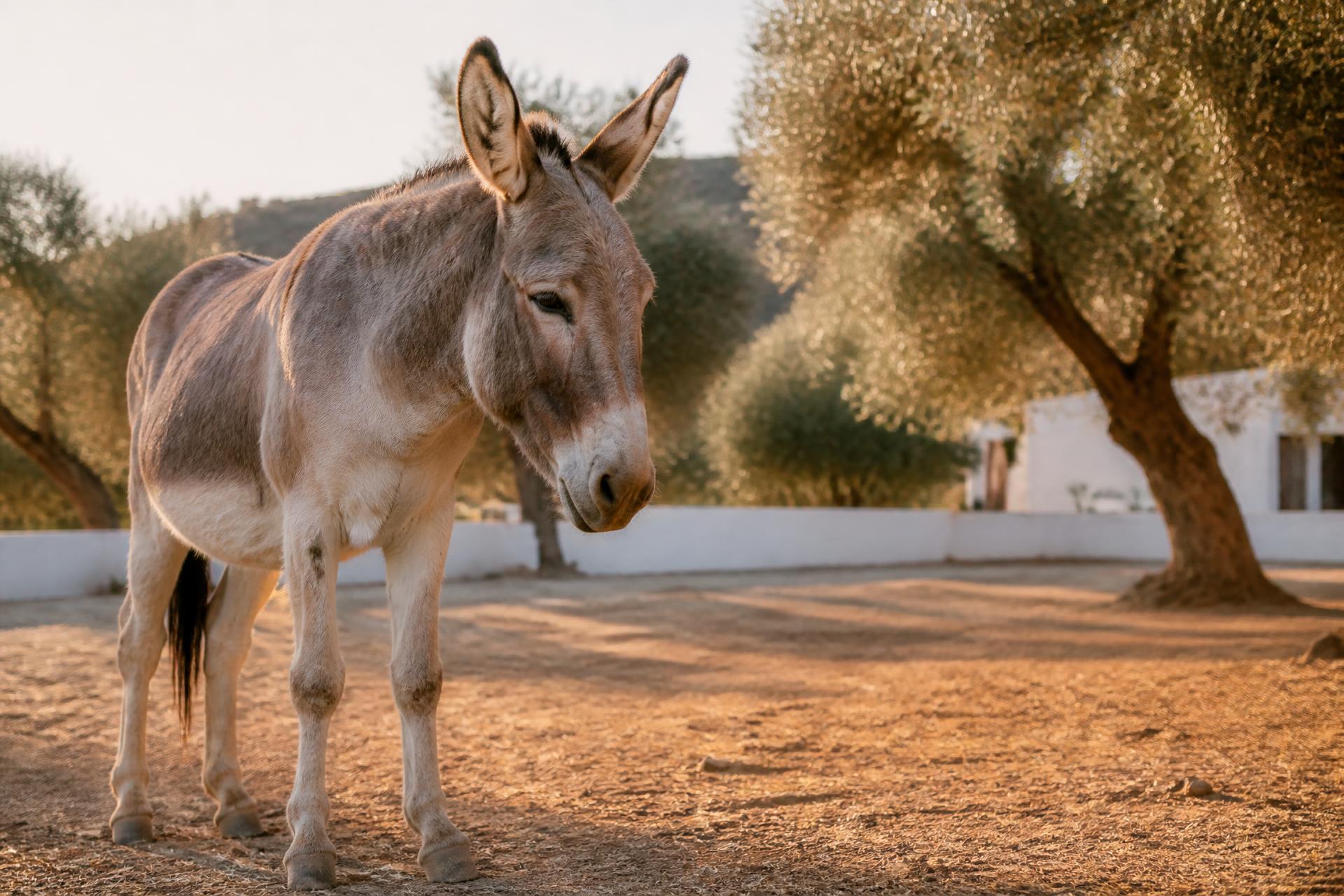 A rescued donkey standing in the olive-shaded paddock at Donkey Dreamland