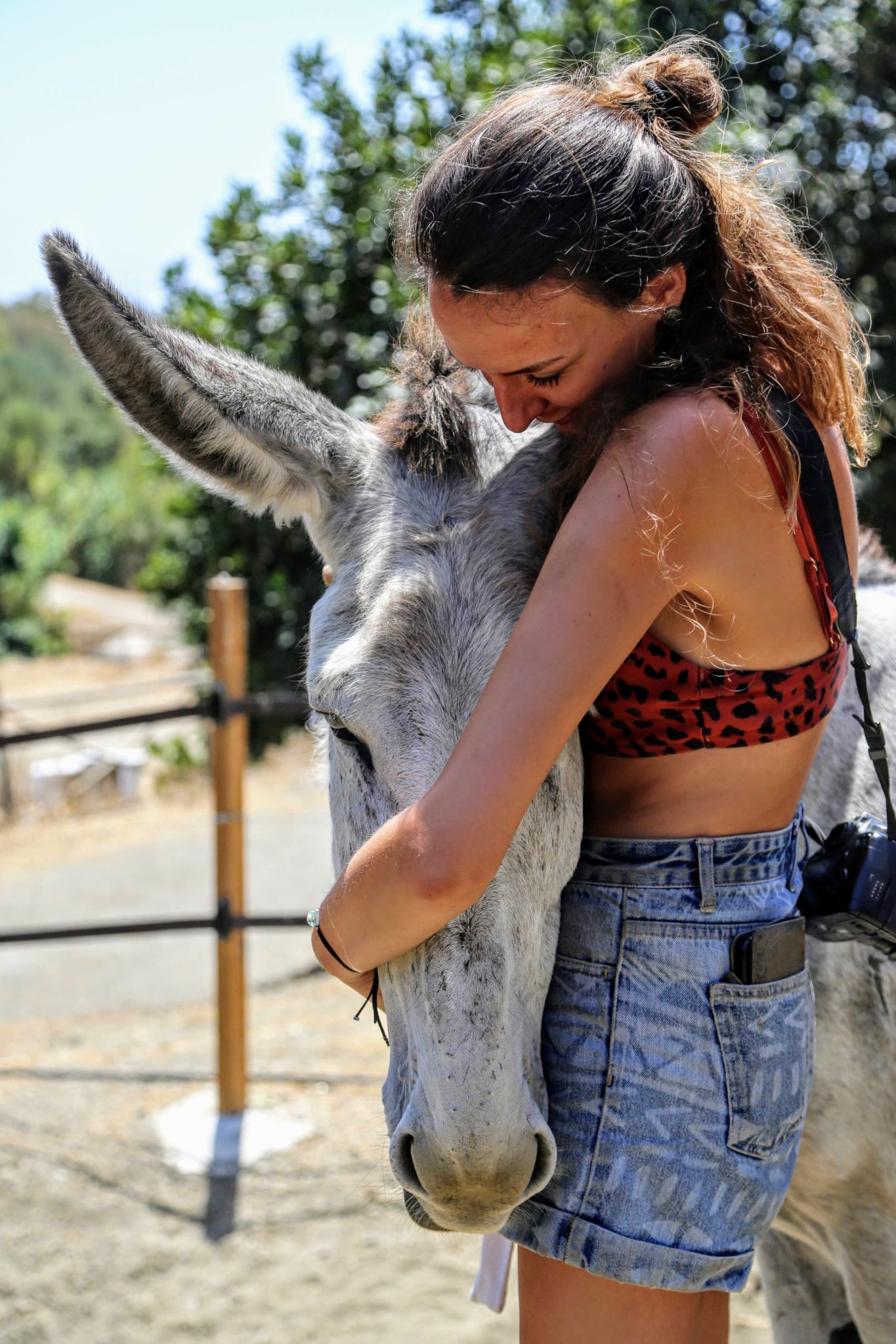 Experiences - Book Walks and Tours - Donkey Dreamland Walk with the Donkeys